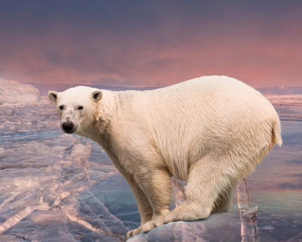 Global warming poses a direct threat to polar bears, according to the National Wildlife Foundation. The creatures live and hunt on arctic ice -- which is melting. 